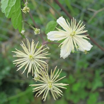 Clematis