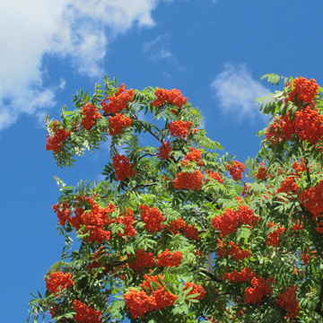 Vogelbeeren